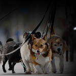 Charity Dog Walk Highlights Saturday Morning Kids Activities